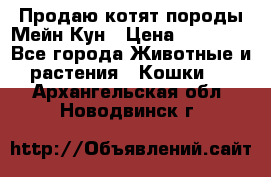 Продаю котят породы Мейн Кун › Цена ­ 12 000 - Все города Животные и растения » Кошки   . Архангельская обл.,Новодвинск г.